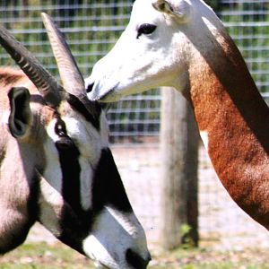 Gemsbok and Dama gazelle; Marwell; 18th July 2010