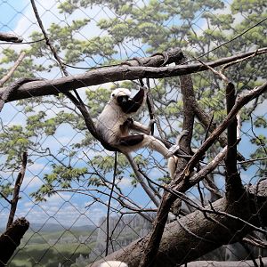 Madagascar - Coquerel's Sifaka