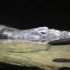Madagascar - Nile Crocodile