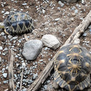 Madagascar - Radiated Tortoises