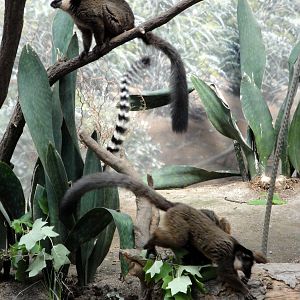 Madagascar - Brown Lemurs and Ring-tailed Lemur