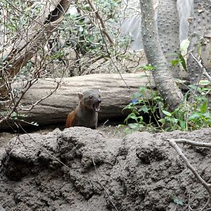 Madagascar - Ring-tailed Mongoose