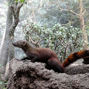 Madagascar - Ring-tailed Mongoose