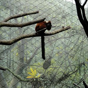 Madagascar - Red Ruffed Lemur