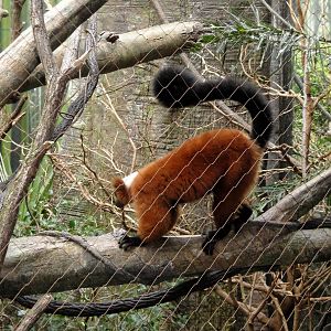 Madagascar - Red Ruffed Lemur