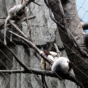 Madagascar - Coquerel's Sifaka