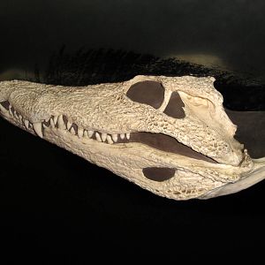 Madagascar - Nile Crocodile Skull