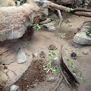 Madagascar - Radiated Tortoises in the Spiny Forest