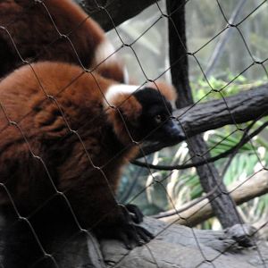 Madagascar - Red Ruffed Lemur