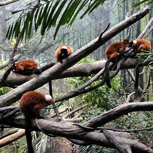Madagascar - Red Ruffed Lemurs