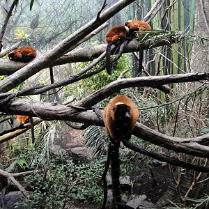 Madagascar - Red Ruffed Lemurs