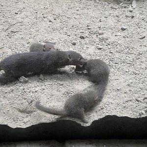 Carter Giraffe Building - Dwarf Mongoose