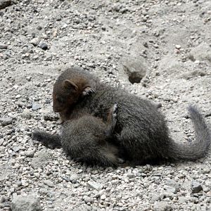 Carter Giraffe Building - Dwarf Mongoose