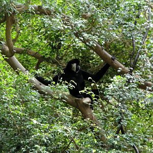 Jungle World - White-cheeked Gibbon