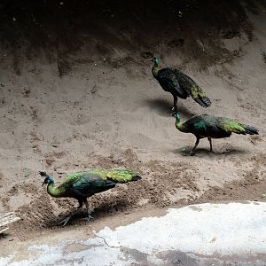 Jungle World - Green Peafowl