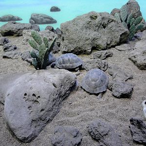 Reptile House - Juvenile Galapagos Tortoises