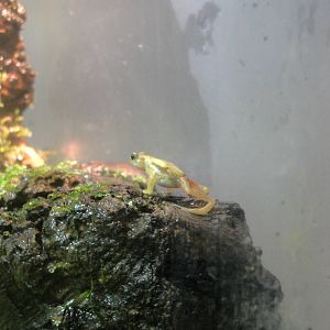 Reptile House - Kihansi Spray Toad
