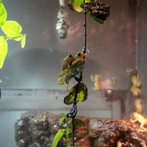 Reptile House - Kihansi Spray Toads