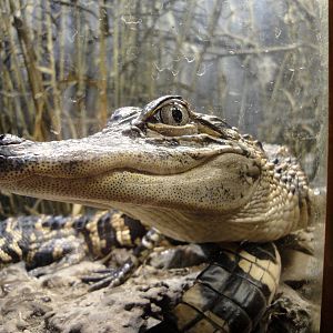 Reptile House - American Alligator