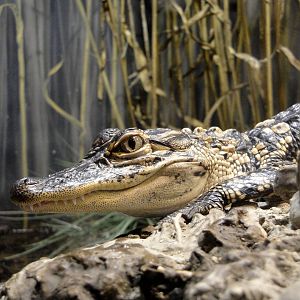 Reptile House - American Alligator