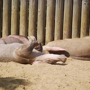 Aardvarks