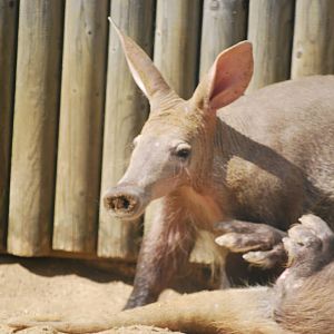 Aardvarks