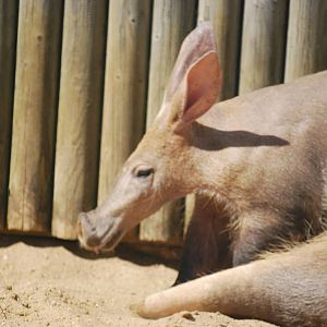 Aardvarks