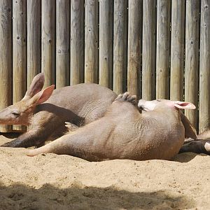 Aardvarks