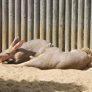 Aardvarks