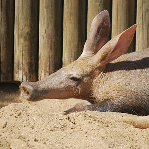 Aardvarks