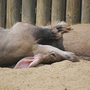 Aardvarks