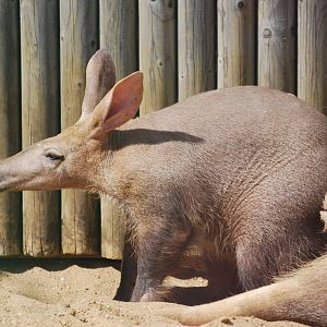 Aardvarks