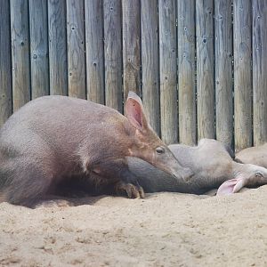 Aardvarks