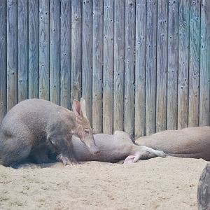 Aardvarks