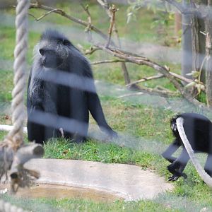 King colobus monkey