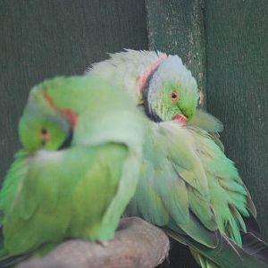 Rose-ringed parakeets