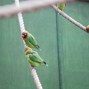 Black-cheeked lovebirds