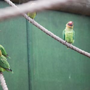 Black-cheeked lovebirds
