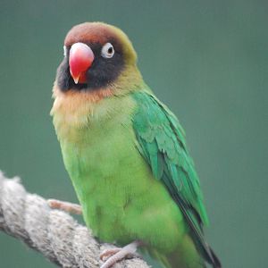 Black-cheeked lovebirds