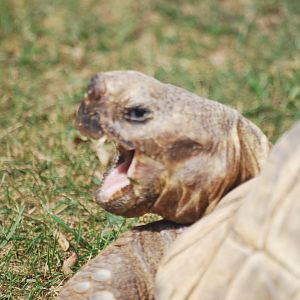 Spur-thighed tortoise