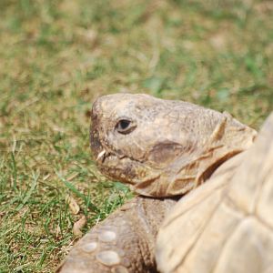 Spur-thighed tortoise