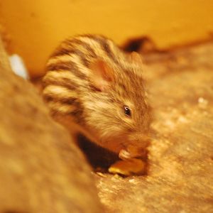Barbary striped grass mouse