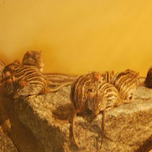 Barbary striped grass mice