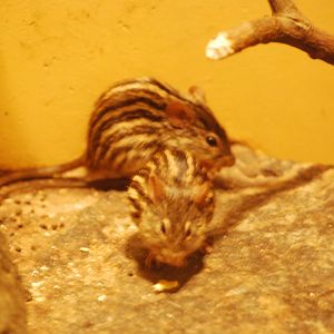 Barbary striped grass mice