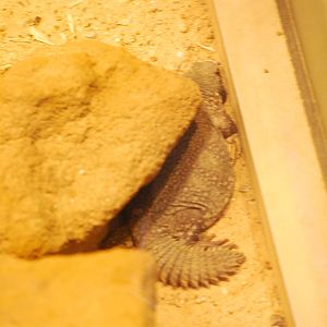 Saharan uromastyx