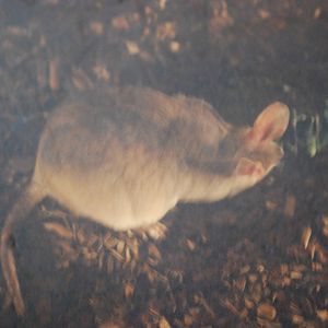 Malagasy giant jumping rat