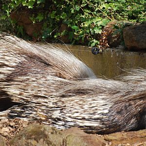 African crested porcupines