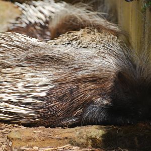 African crested porcupines