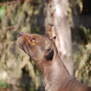 Fossa on the hunt