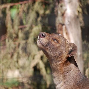 Fossa on the hunt